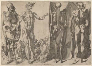 Skelette und Écorchés, ca. 1540-1545