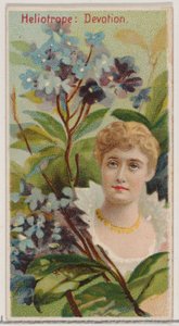Heliotrop: Hingabe, aus der Serie Florale Schönheiten und Sprache der Blumen N75 für Du..., 1892