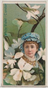 Weiße Veilchen: Aufrichtigkeit, aus der Serie Blumenpracht und Blumensprache N75 für Du...