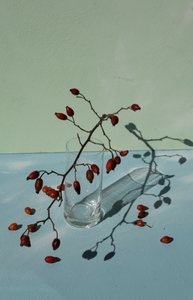 Hagebutten und Schatten von Donatella Basso