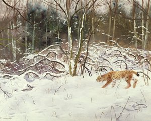 Luchs und Hase von Douglas Anderson
