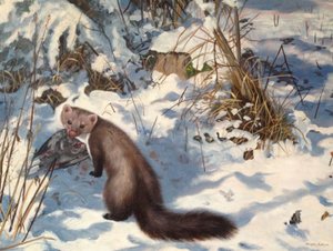 Steinmarder im Schnee von Douglas Anderson