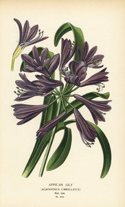 Afrikanische Lilie, Agapanthus africanus von Désiré Georges Jean Marie Bois