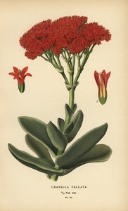 Flugzeugpflanze, Crassula perfoliata var. falcata
