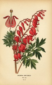 Tränendes Herz, Lamprocapnos spectabilis. von Désiré Georges Jean Marie Bois