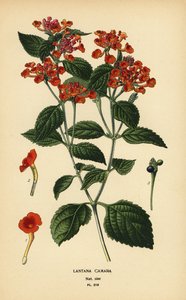 Großer Salbei, Ghaneri oder Wandelröschen, Lantana camara