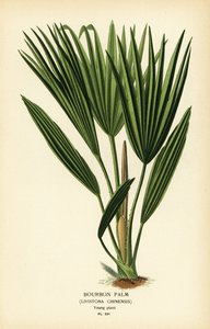Bourbon-Palme oder Chinesische Fächerpalme, Livistona chinensis
