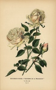 Bourbon-Rose, Souvenir de la Malmaison