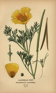 Kalifornischer Mohn, Eschscholzia californica
