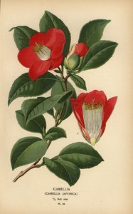 Kamelie, Camellia japonica