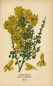 Kanarischer Ginster, Genista canariensis