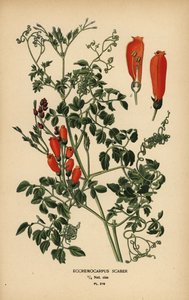 Chilenische Ruhmesblume, Eccremocarpus scaber