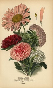 Chinesische Asternsorten, Callistephus x sinensis