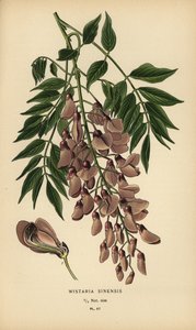 Chinesischer Blauregen, Wisteria sinensis