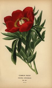 Gemeine Pfingstrose, Paeonia officinalis
