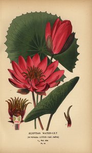 Ägyptische Seerose, Nymphaea lotus von Désiré Georges Jean Marie Bois