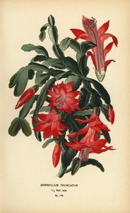 Falscher Weihnachtskaktus, Schlumbergera truncata