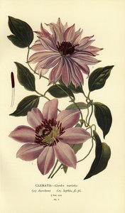 Gartenarten von Clematis