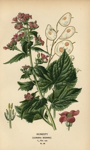 Silberblatt, Lunaria annua