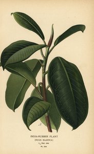 Gummibaum, Ficus elastica. Chromolithographie nach einer Illustration von Desire Bois aus Edward Step