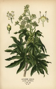 Japanische Aralie oder Glanzblatt-Papierpflanze, Fatsia japonica