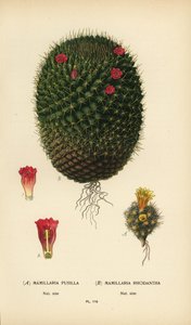 Mammillaria prolifera und Mammillaria rhodantha von Désiré Georges Jean Marie Bois