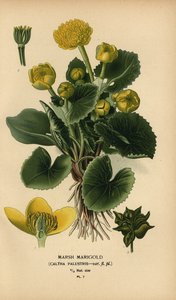 Sumpfdotterblume, Caltha palustris von Désiré Georges Jean Marie Bois