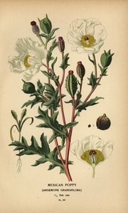 Mexikanischer Mohn, Argemone grandiflora