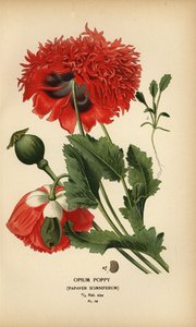 Schlafmohn, Papaver somniferum von Désiré Georges Jean Marie Bois