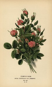 Pomponrose, Rosa centifolia var. pomponia