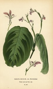 Gebetspflanze, Maranta leuconeura von Désiré Georges Jean Marie Bois