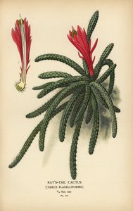 Rattenschwanzkaktus, Disocactus flagelliformis