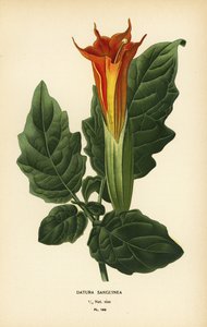Rote Engelstrompete, Brugmansia sanguinea. Ausgestorben.