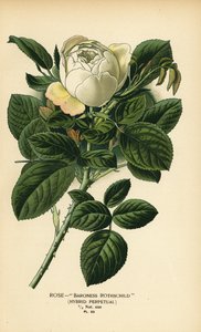 Rose Baroness Rothschild, Hybrid-Perpetual.