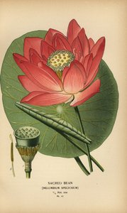 Heiliger Lotus oder Indische Lotosblume, Nelumbo nucifera von Désiré Georges Jean Marie Bois