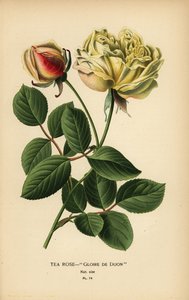 Teerosen-Hybride, Gloire de Dijon, Rosa × odorata