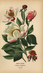 Weiße Pfingstrose, Paeonia lactiflora von Désiré Georges Jean Marie Bois