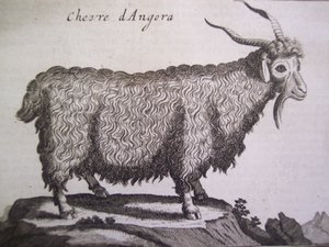 Angoraziege, aus Relation dun Voyage du Levant von Joseph Pitton de Tournefort, Amsterdam, 1718