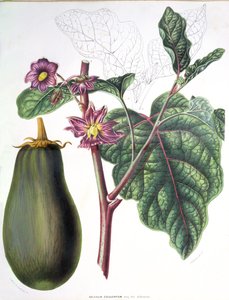 Aubergine, botanische Tafel aus Flore des Jardins du Royame des Pays-Bas von A. W. Sythoff, 1860 von Dutch School