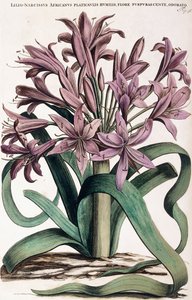 Lillio-Narcissus, 1697-1701 von Dutch School