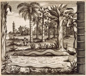 Die Steinschlange, aus China Illustrata von Athanasius Kircher (1601-80), 1667