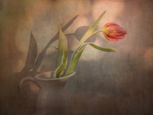 Warme Tulpen Schatten von EDUARDO LLERANDI