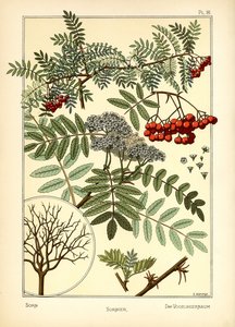 Die Mehlbeere von E. Hervegh