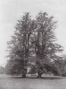 Kew Gardens, um 1900 von E. J. Wallis