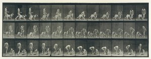 Tierbewegung. Eine elektro-fotografische Untersuchung aufeinanderfolgender Phasen der Tierbewegung