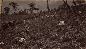 Anlage einer Kaffeeplantage in Antigua de Guatemala, 1875, veröffentlicht 1877
