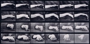 Eine Bewegungsstudie einer Hand, ca. 1872-1885