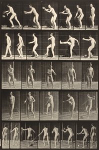 Tierbewegung (Tafel 300) von Eadweard Muybridge