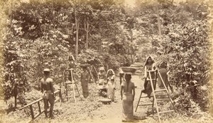 Kaffeeernte in San Isidro--Höhe 1000 Fuß, Guatemala von Eadweard Muybridge