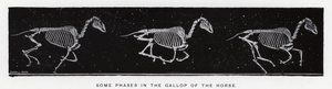 Eadweard Muybridge: Einige Phasen im Galopp des Pferdes